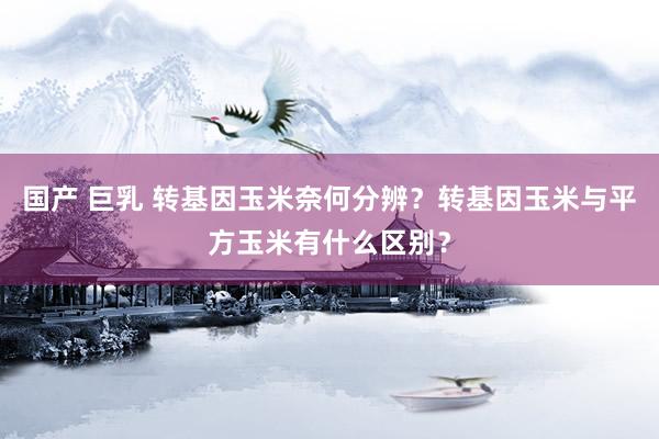 国产 巨乳 转基因玉米奈何分辨？转基因玉米与平方玉米有什么区别？